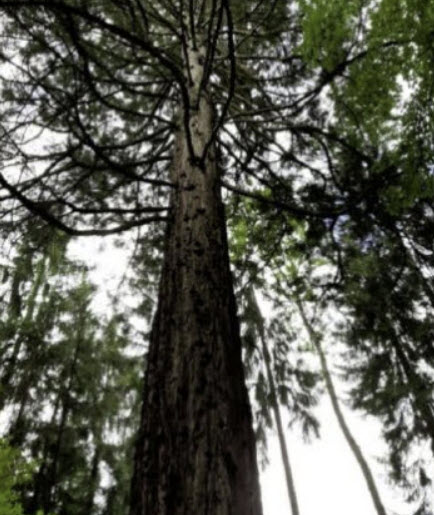 สนยักษ์ โคสต์ เรดวูด (Coast Redwood / Sequoia Sempervirens) / 10 เม็ด (Spain)*