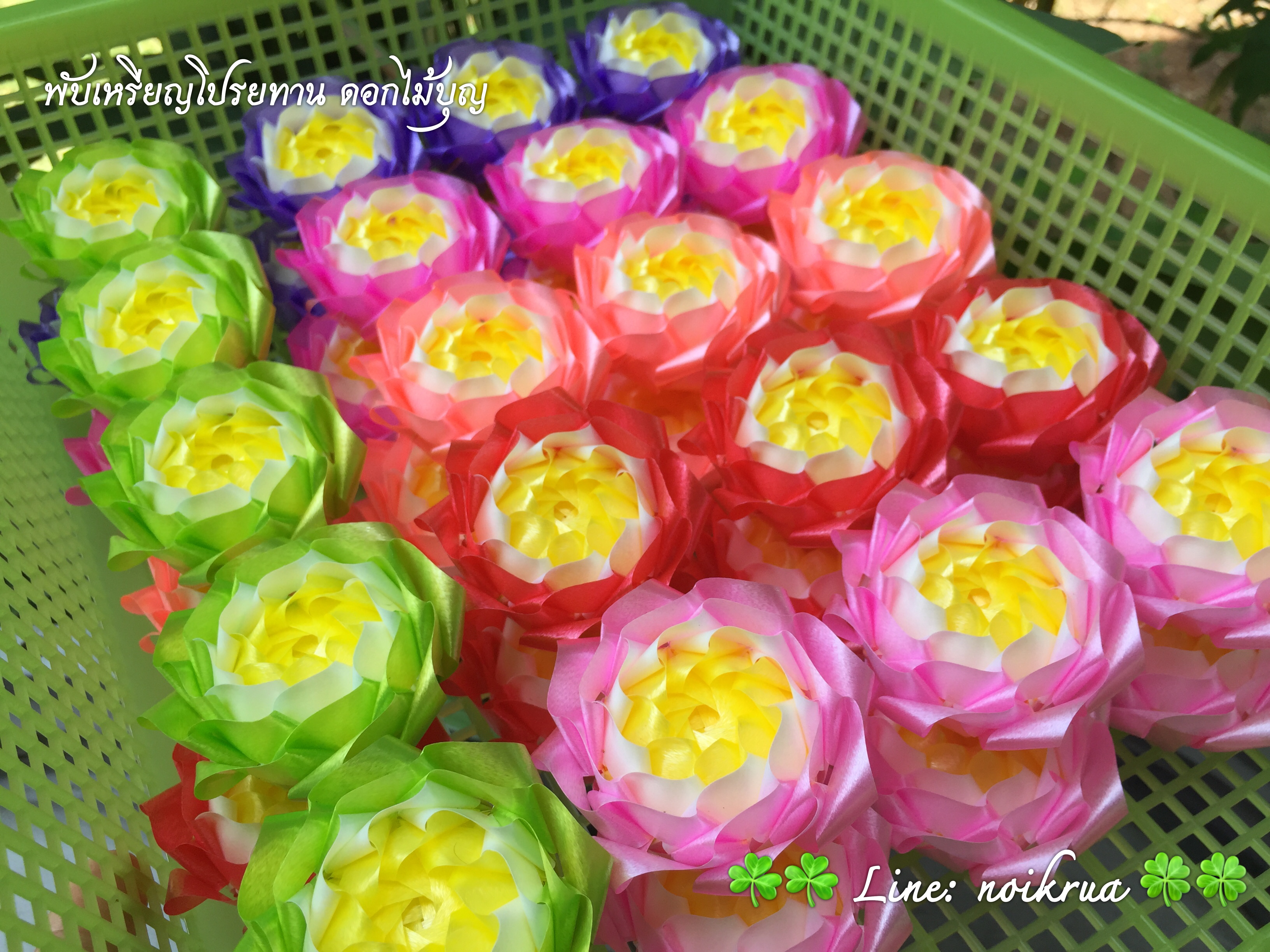 ดอกบัวสวรรค์คละสี