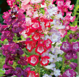 เพนสตีมอน (Penstemon - Sensation / Beardtongue) คละ / 1,200 เม็ด (UK)*