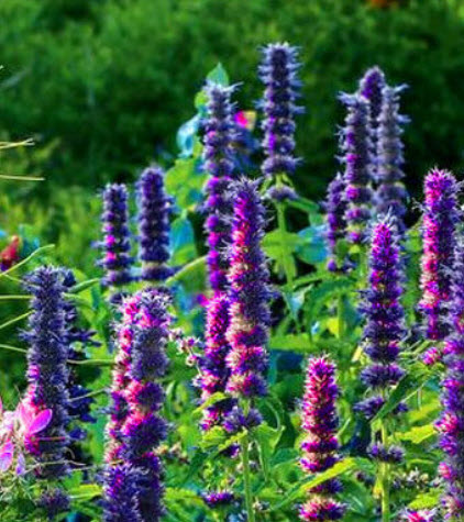 ไจแอนท์ ฮิสซอฟ (Giant Hyssop - Lavender Blue) / 1,200 เม็ด (UK)