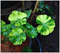 พิมพ์ตัดดอก+ใบเจอราเนียม(Mold cutter geranium Flowers)