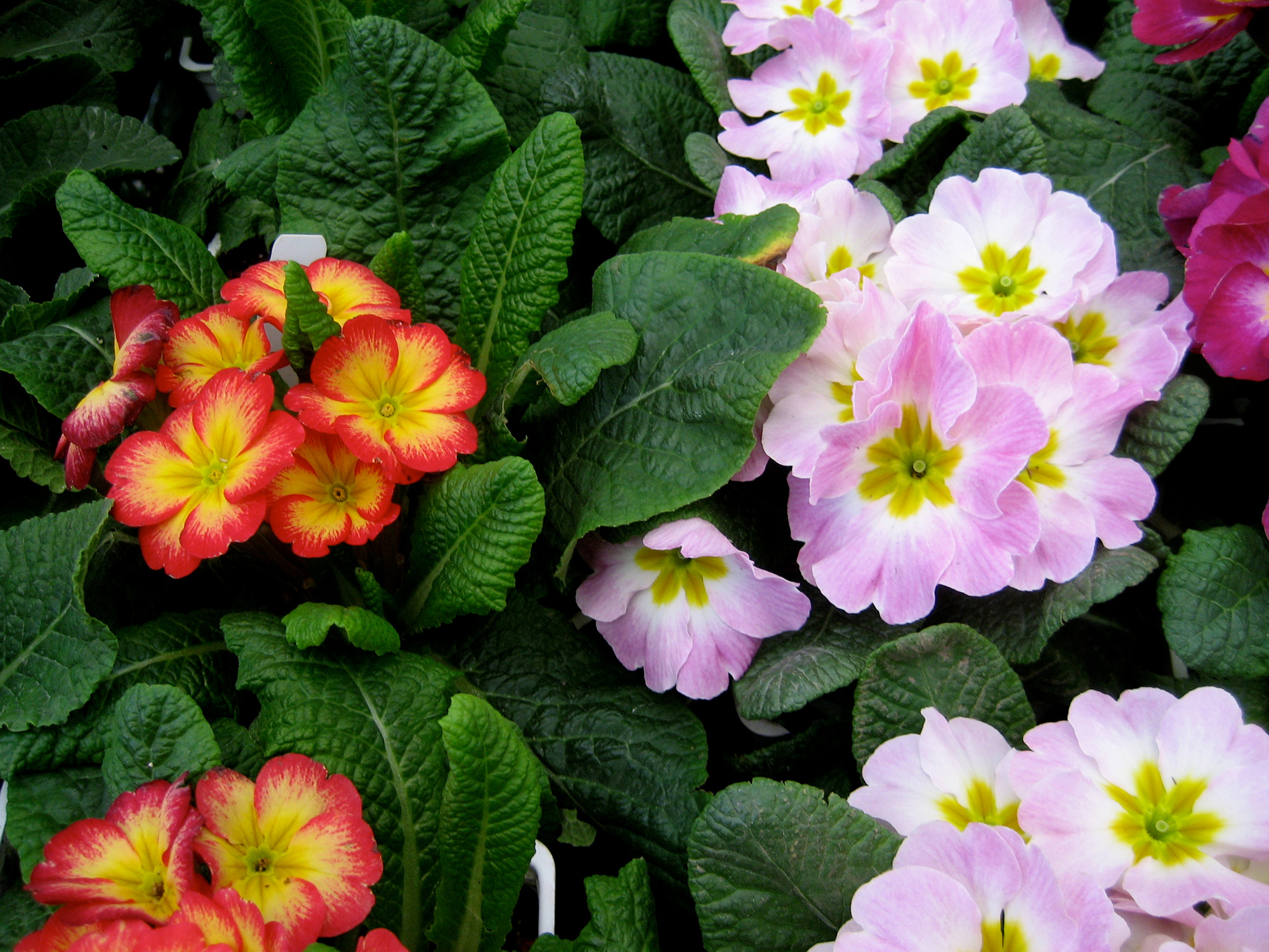 พิมพ์ตัดดอก+ใบพริมโรส(Mold cutter Primula Flowers -Primrose)