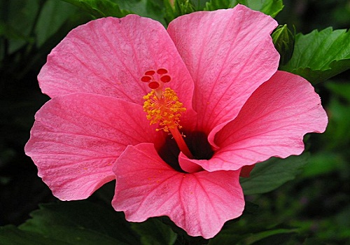 พิมพ์อลูมิเนียมตัดดอกชบา+ใบ(Aluminum mold cutter Hibiscus flowers.)