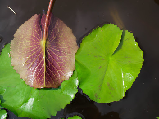 พิมพ์อัดลายใบบัวสาย (Veiners WATER LILY leaves)