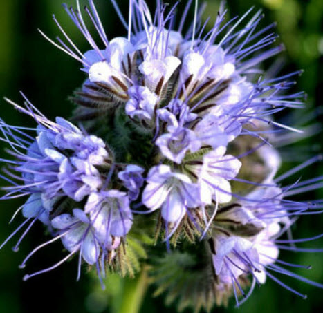 ฟาซิเลีย (Lacy Phacelia / Purple Tansy) / 250 เม็ด (Croatia)