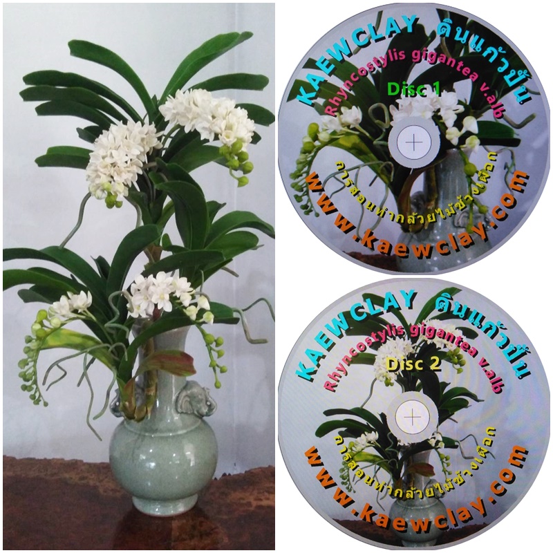 DVD สอนทำกล้วยไม้ช้างเผือก (DVD How to make Rhynchostylis gigantean (Lindl.) Ridl. with KAEWCLAY) สำเนา