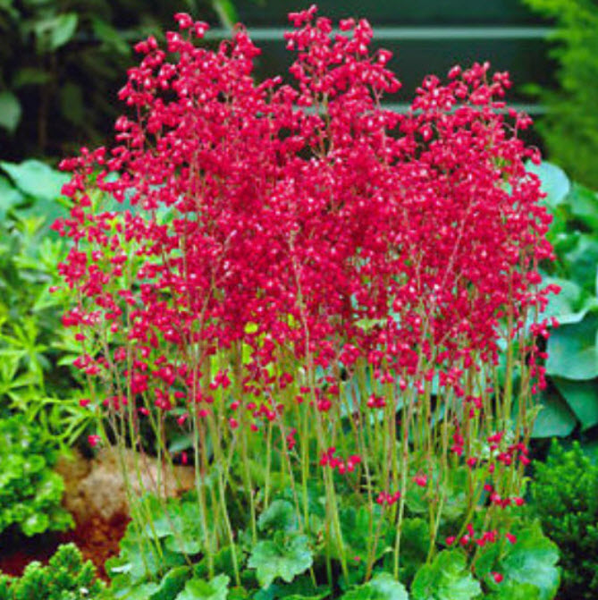 ฮิวเชร่า (Heuchara Sanguinea) สีแดง / 2,700 เม็ด (UK)*