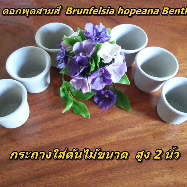 กระถางเซรามิก ขนาด 5 ซ.ม. (Ceramic pots)