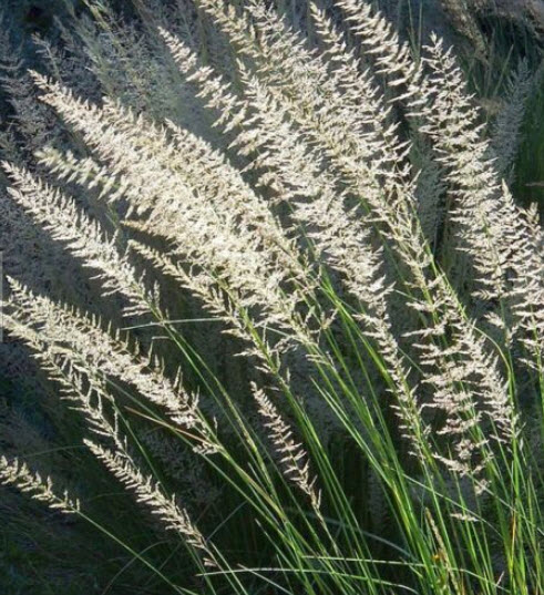 หญ้าบิ๊กมูลี่ (big muhly / Lindheimer's Muhly) / 50 เม็ด (Poland)