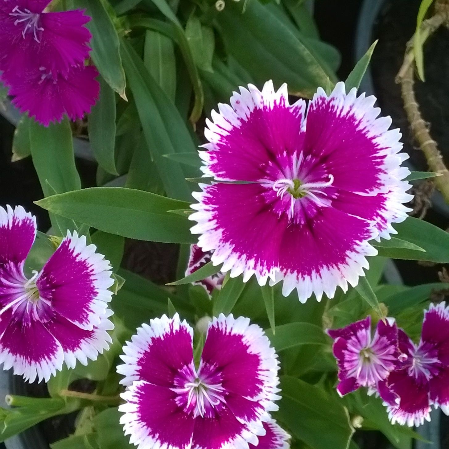 พิมพ์ตัดดอก+ใบผีเสื้อ(Mold cutter dianthus chinensis)