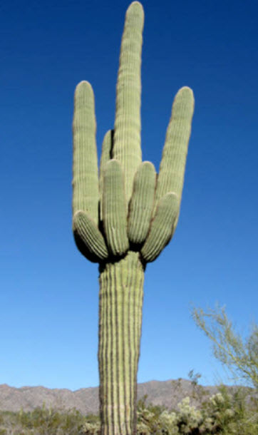 ซากัวโร หรือแคคตัสยักษ์ (Saguaro / Giant Cactus) / 20 เม็ด (Spain)*