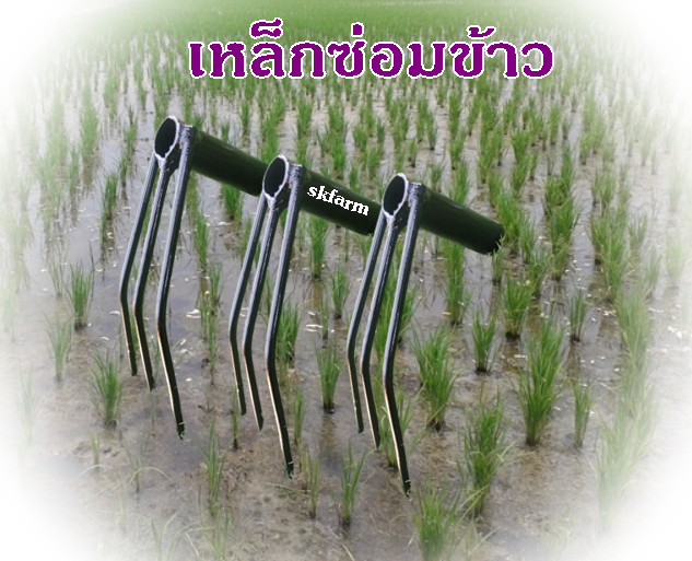 คราดย้ายข้าว ขนาด 6 หุน ส่งฟรีเก็บเงินปลายทาง ราคาถูกและมีราคาส่งให้ไปขายต่อ