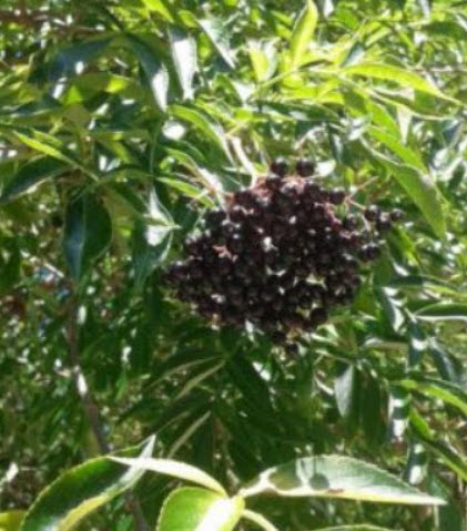 อัลเดอร์เบอรี (Elderberry) ดำ / 25 เม็ด (USA)*