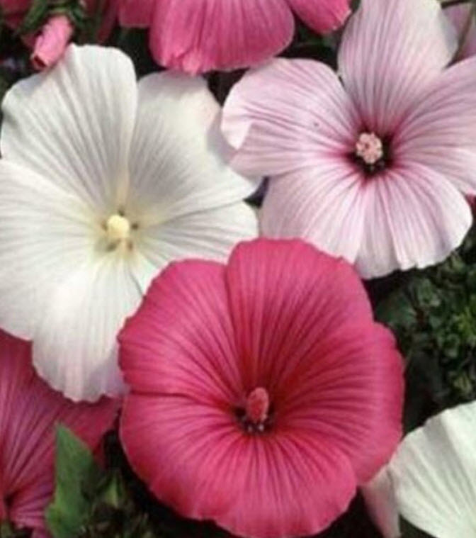 ชบาฝรั่ง (Rose Mallow) คละ / 100 เม็ด (USA)*