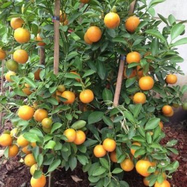 พิมพ์อลูมิเนียมตัดใบส้ม(Aluminum mold cutter Orange leaves. ) สำเนา