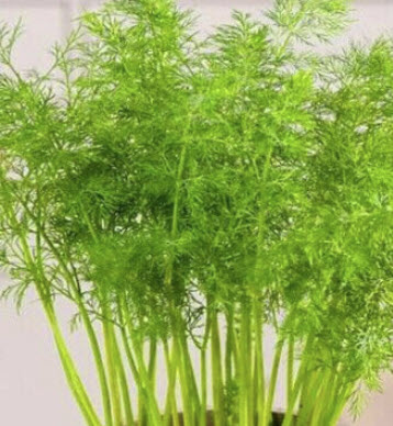 ดิล คอมแพทโต้ (Dill Compatto / Anethum Graveolens) / 60 เม็ด (UK)