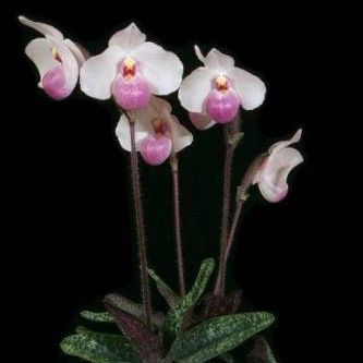 พิมพ์ตัดอก+ใบรองเท้านารี เดเลนาติไอ ( Aluminum mold cutter Paphiopedilum delenatii)