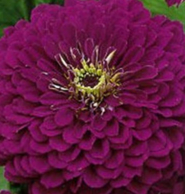 บานชื่น (Zinnia Purpurnaya) ดอกซ้อน สีม่วง ต้นเตี้ย / 50 เม็ด (Ukraine)*