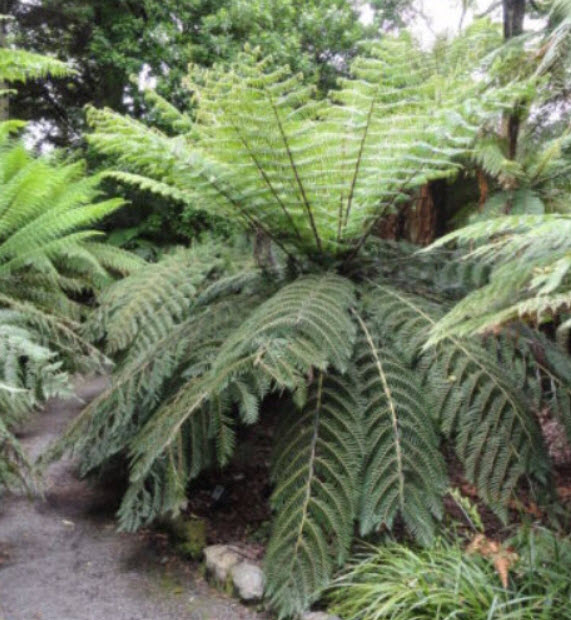 เฟิร์นใบเงิน (Silver Fern Tree) / 500 เม็ด (Germany)*