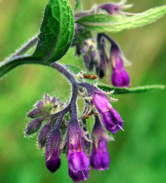 คอมเฟรย์ (Comfrey) / 10 เม็ด (France)