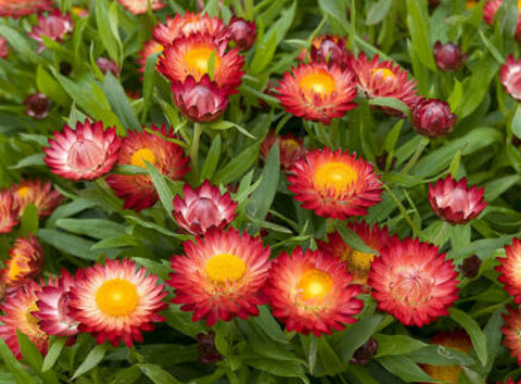 ดอกกระดาษ หรือสตรอ ฟลาวเวอร์ (Straw flower - Scarlet Red) / 900 เม็ด (UK)*
