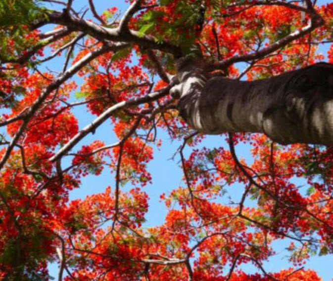 เพลิงภาณุ (Illawarra Flame Tree) / 5 เม็ด (Portugal)*