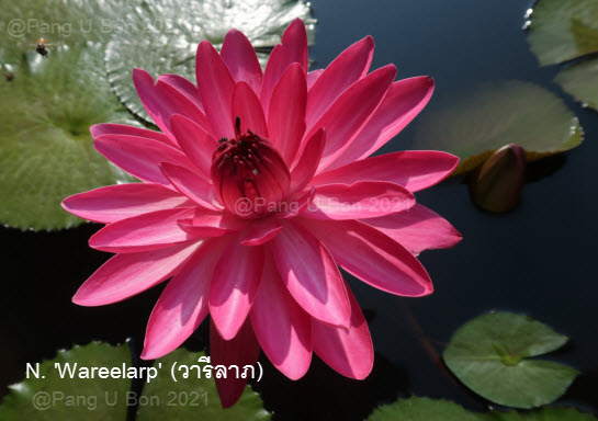 บัวสาย'วารีลาภ' / N.'Wareelarp'