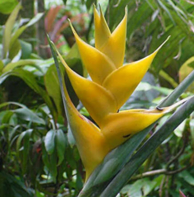 เฮลิโคเนีย มายา โกลด์ (Heliconia - Maya Gold) / 5 เม็ด (Portugal)*