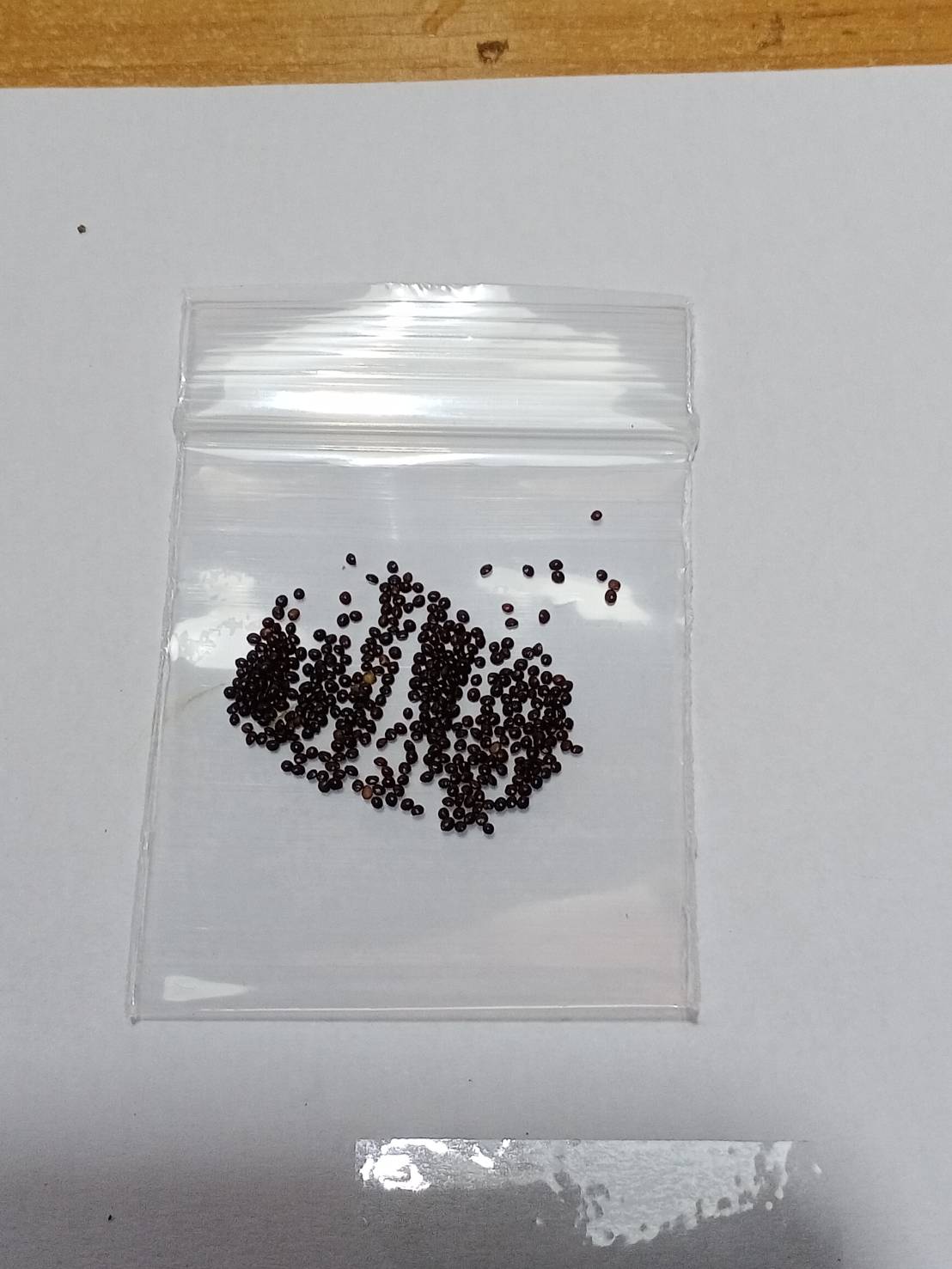 ฤาษีผสมแฟนซี (Coleus - blumei Rainbow) / 100 เม็ด (France)*