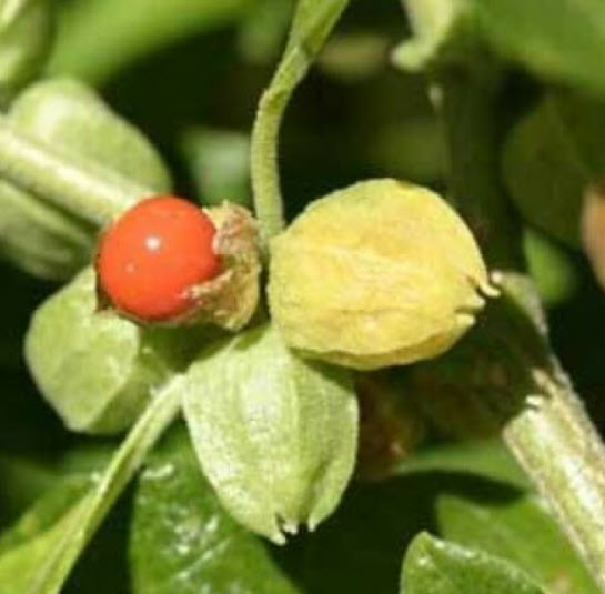 โสมอินเดีย (Indian Ginseng) / 50 เม็ด (India) *
