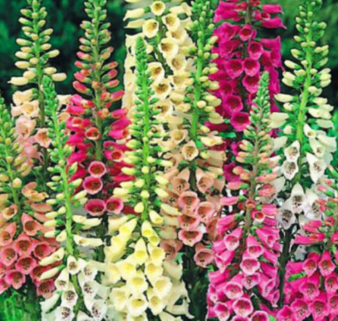 ถุงมือจิ้งจอก หรือ ดิจิทาลิส (Foxglove / Digitalis - Dwarf Foxy) คละ / 10,000 เม็ด (UK)*