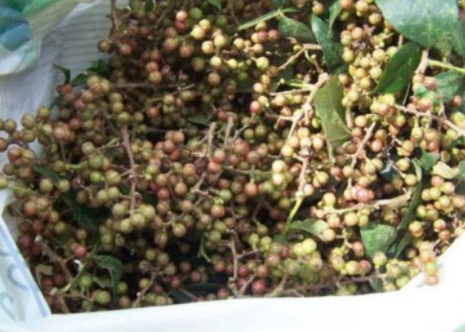 พริกไทยเสฉวน (Sichuan Pepper) / 50 เม็ด (China)*