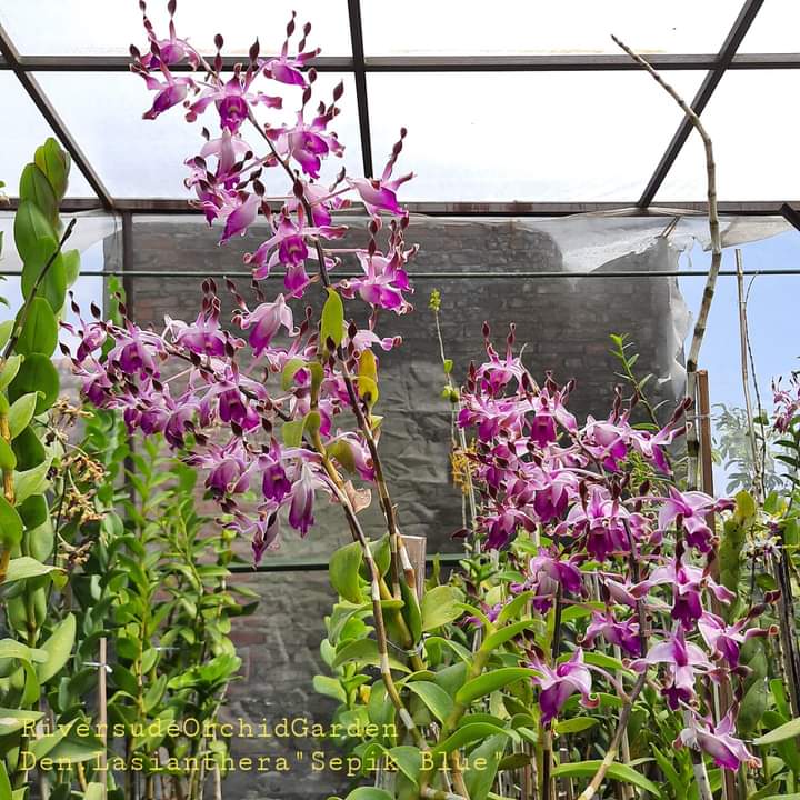 Cutter Mold dendrobium lasianthera