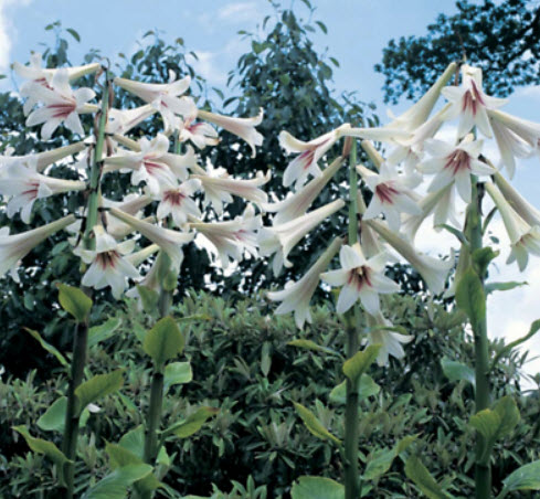 ลิลี่หิมาลัย ดอกใหญ่ (Giant Himalayan Lily) / 10 เม็ด (Portugal) *