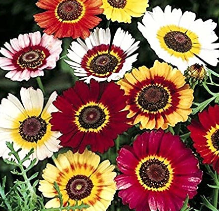 เพ้นท์ เดซี่ (Painted Daisy) หรือ เดซี่สามสี คละ / 5,000 เม็ด (UK)