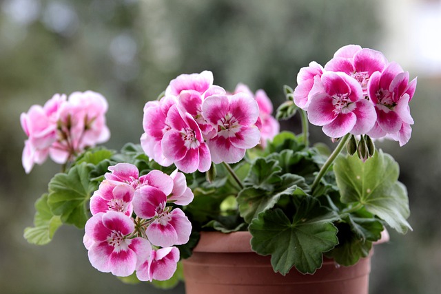 พิมพ์ตัดดอก+ใบเจอราเนียม(Mold cutter geranium Flowers)