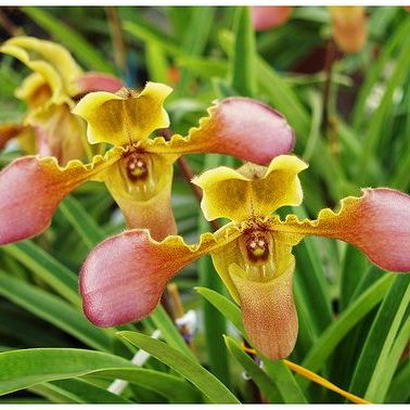 พิมพ์เรซิ่นกล้วยไม้รองเท้านารี(Veiners Paphiopedilum )