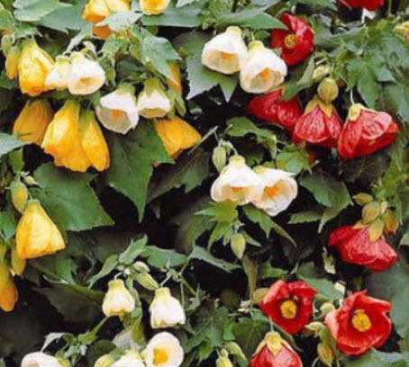 ชบาโคม (Flowering Maple) คละ / 60 เม็ด (UK)*