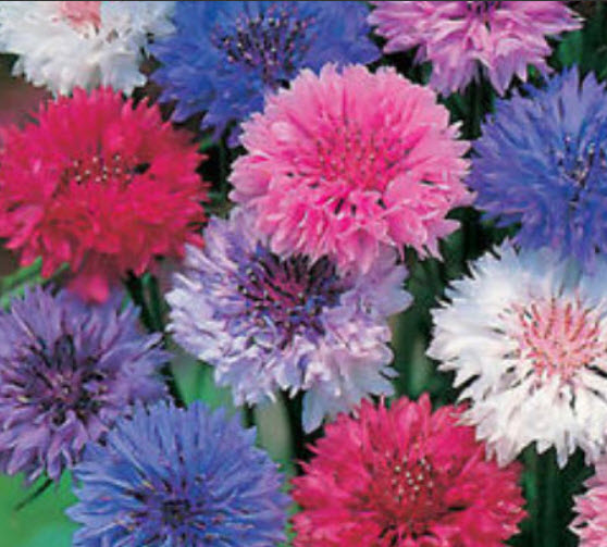 คอร์นฟลาวเวอร์ (cornflower / Centaurea Cyanus) คละ / 1,000 เม็ด (Ukraine)*