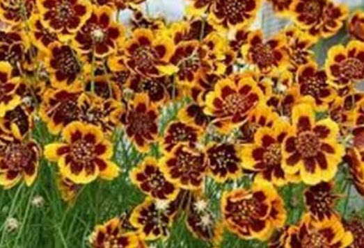 คอสมีเดียม (Cosmidium / Burridgeanum Brunette) / 25 เม็ด (USA)