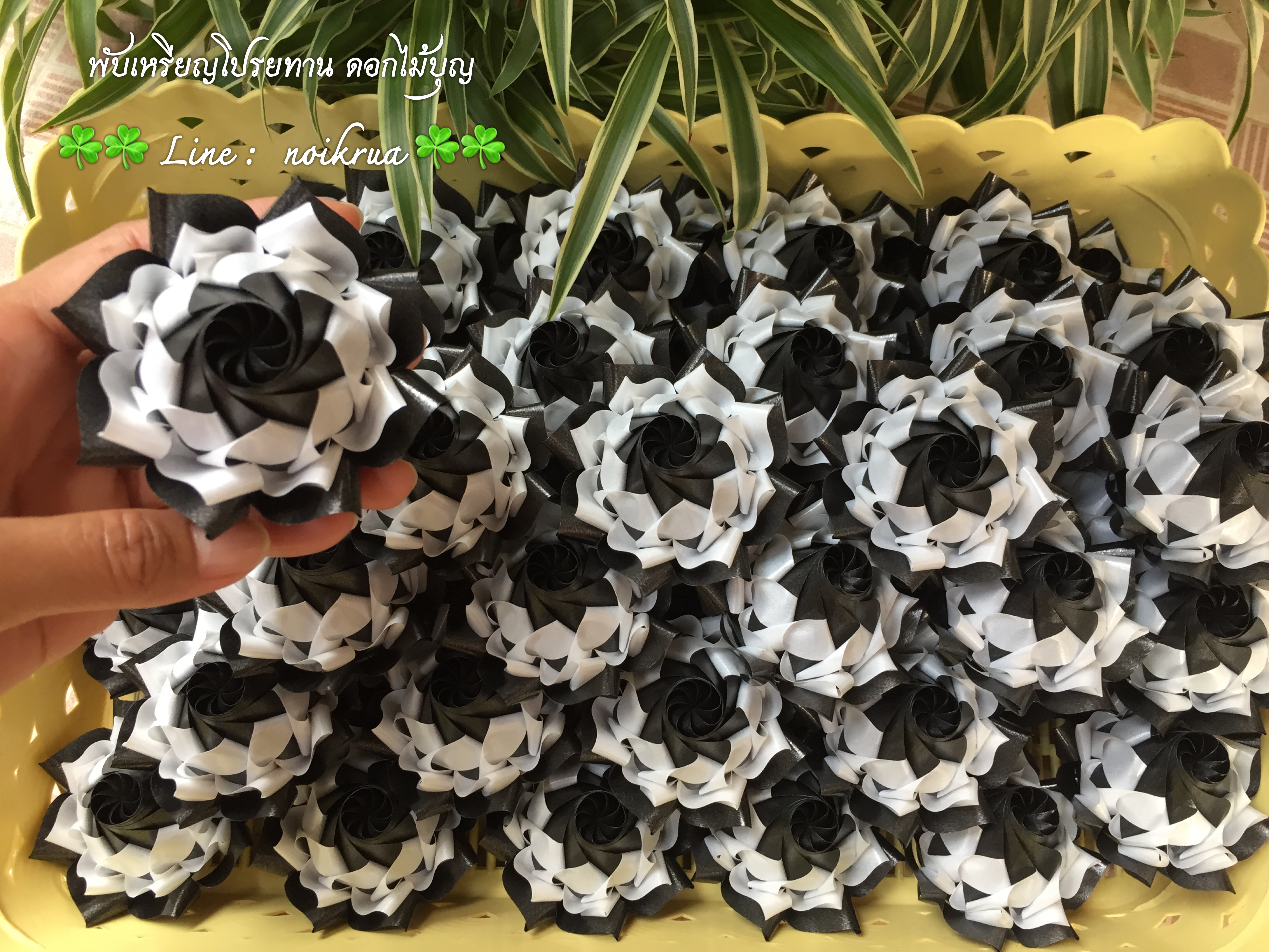 บัวปทุมมาสลับสีขาวดำ