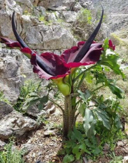 Dragon Arum หรือ Dragon Lily / 5 เม็ด (Czech)