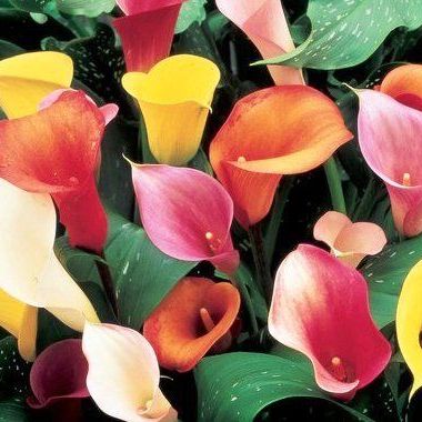 พิมพ์ตัดดอกค่าร่า(Aluminum mold cutter calla lily)