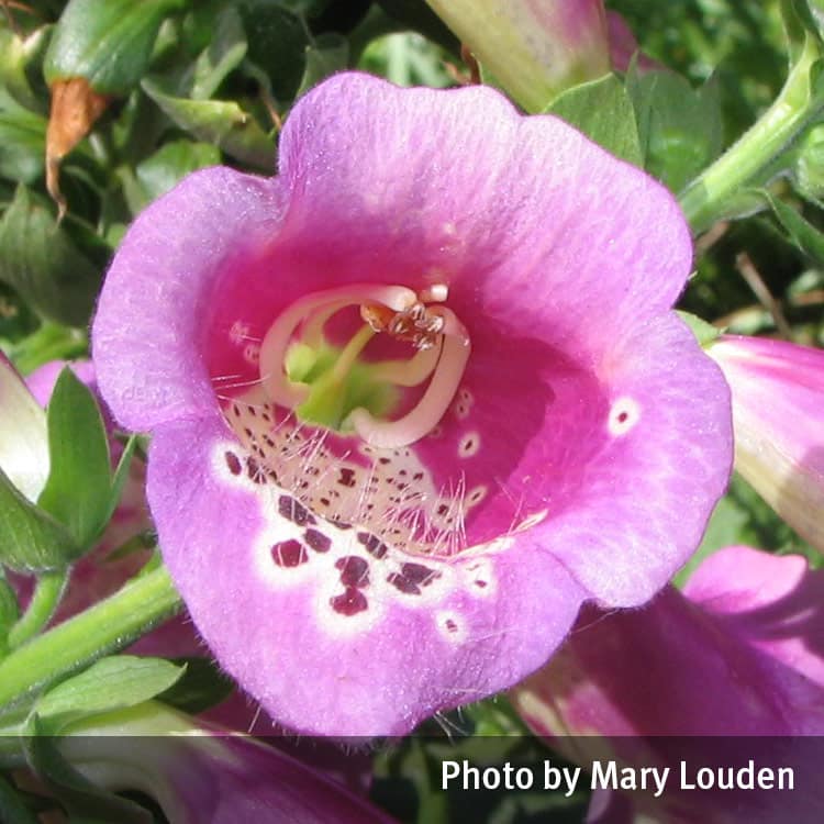 พิมพ์ตัดถุงมือจิ้งจอก(Cutter Mold foxglove)