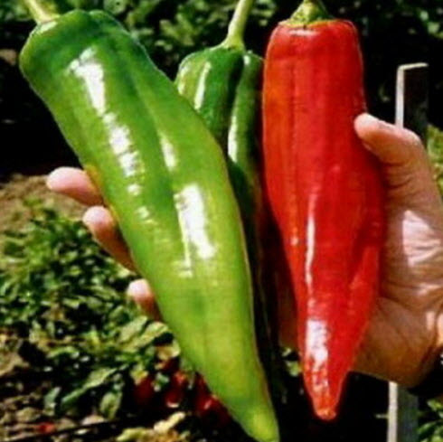 พริกยักษ์ นูเม็กซ์ บิ๊ก จิม (Numex Big Jim) / 25 เม็ด (Italy)*