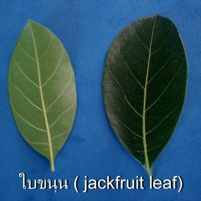 พิมพ์ตัดอลูมิเนียมใบขนุน(Aluminum mold cutter Jackfruit leaf )