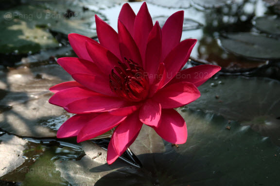บัวสาย'ทับทิมธารา' / N.'Tubtim Tara'