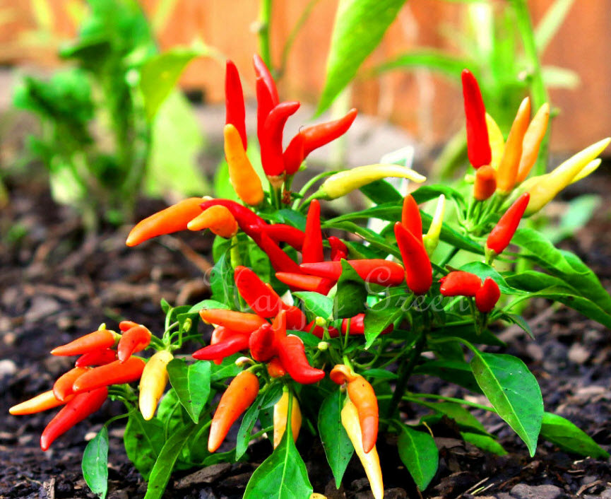 พริกหวาน (Sweet Pepper) / 50 เม็ด (UK)