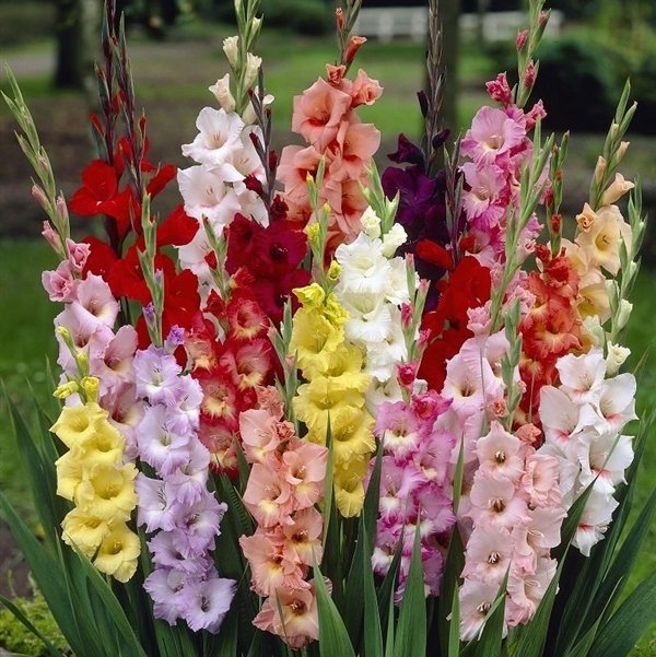พิมพ์ตัดดอก + ใบแกลดิโอลัส ( Aluminum Mold cutter Gladiolus flower )