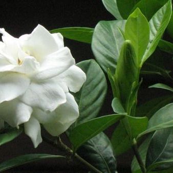 พิมพ์อัดลายเรซินใบพุดซ้อน,การ์ดิเนีย(Veiners resin Gardenia leaves)